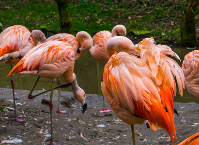 粉红色的智利火烈鸟清理它的羽毛，火烈鸟家族在一起，近乎濒危的鸟类