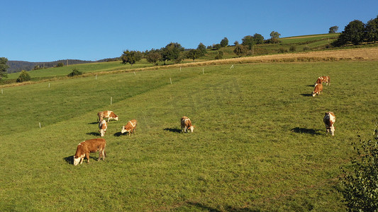 在山地牧场上放牧的牛群，航拍
