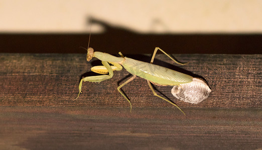 墙上的绿色螳螂 (Mantis religiosa) 产卵
