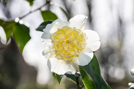 花冬摄影照片_在晚冬的阳光下绽放的一朵白色山茶花的特写