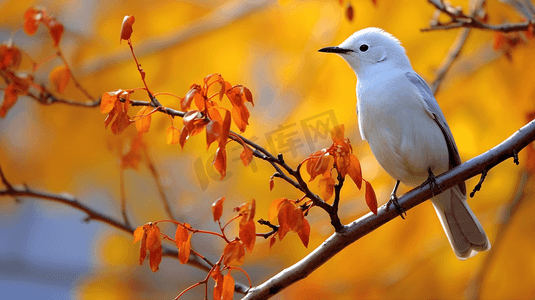 白天棕色树枝上的白色小鸟