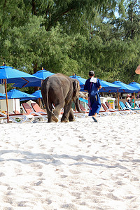 小象小车摄影照片_泰国普吉岛邦涛岛-2013 年 11 月 6 日：小象沃尔玛
