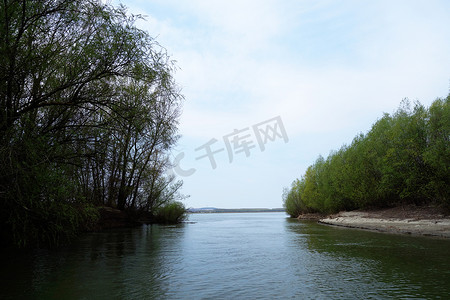 河岸摄影照片_Borcea Arm 1 河岸的柳林