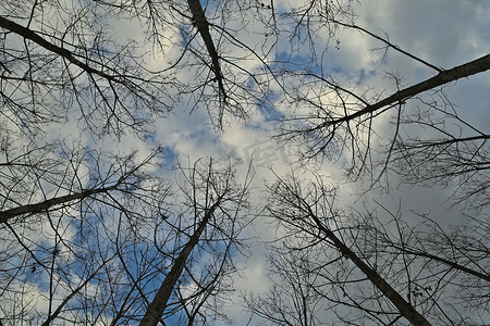 冬天在森林里仰望天空