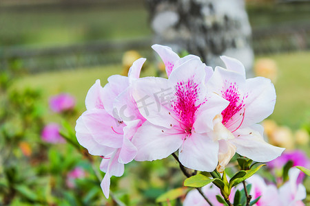 美丽的白色浅粉色杜鹃花在植物园的冬季盛开，是泰国北部一个受欢迎的旅游目的地。