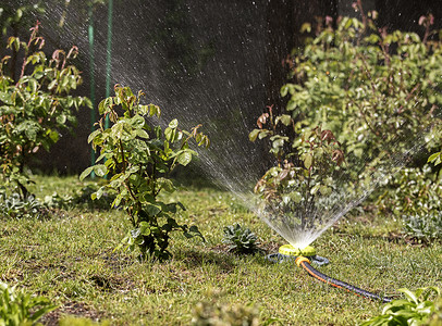 花园里的便携式洒水器浇灌草坪草和灌木