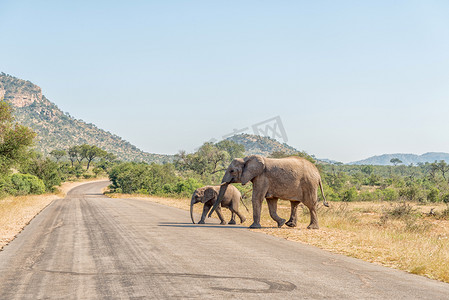 穿过路的非洲象母牛和小牛