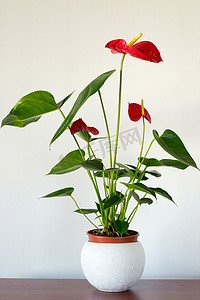 红色盆栽摄影照片_在内部的室内红色安祖花