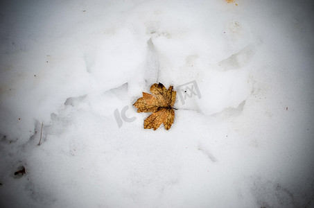 躺在雪中的秋天枫叶