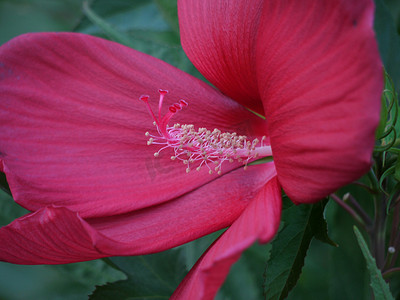 春天中摄影照片_在微距摄影中，花朵内的杵和雄蕊以及宽大的勃艮第花瓣清晰可见。