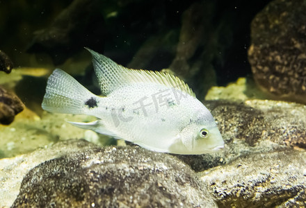 近身的幼年白丽鱼科鱼，来自大西洋坡的热带水族馆宠物