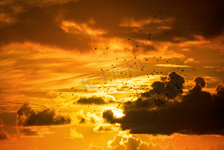 成群的八哥飞向橙色的落日天空