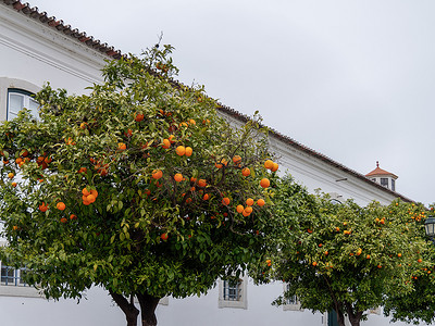 法鲁的橙树结果