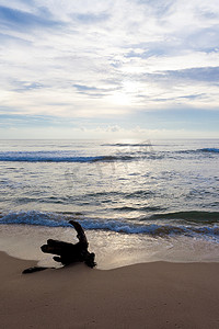 斯里兰卡 — Ahungalla — 海滩上的接地树桩