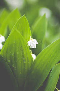 铃兰花与水滴在绿色背景上。