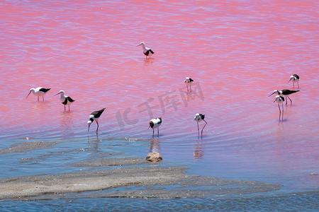 西澳大利亚粉红湖的黑翅长脚鸟