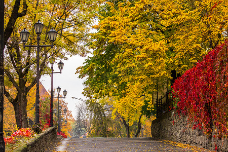 雨后的秋季城市景观，树木和路灯发黄