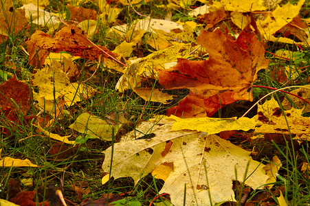 彩色枫叶摄影照片_秋天覆盖地面的彩色枫叶特写