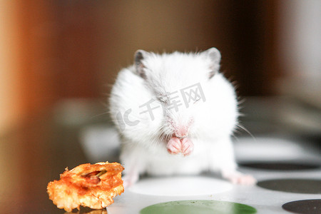 可爱仓鼠摄影照片_吃苹果的逗人喜爱的滑稽的白色仓鼠