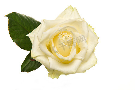 一朵白玫瑰摄影照片_孤立在白色背景上的一朵盛开的白玫瑰