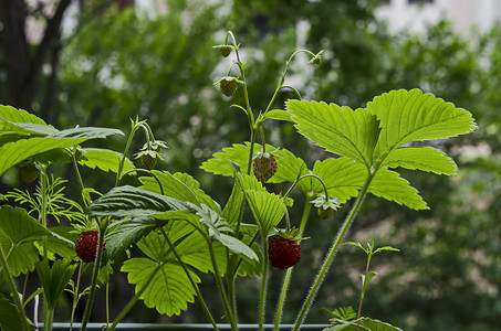 春天景色摄影照片_春天景色背景中成熟绿色的野草莓果实