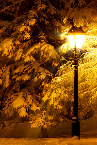 雪下的街灯笼和杉树