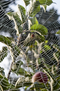 挂在网中央的蜘蛛挂在带露水的树上