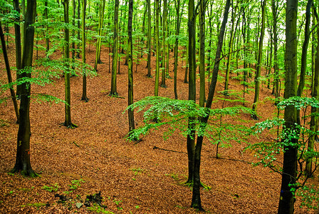 深林摄影照片_春天用鲜绿的叶子看深林