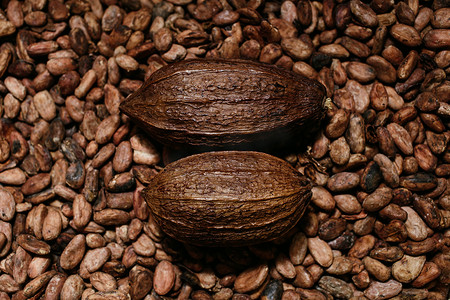 工匠生物巧克力制作、古柯果和豆类、可可碱的来源。