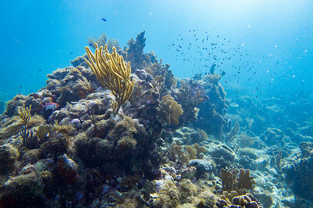 海底景观摄影照片_珊瑚礁景观