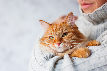 针织衫男抱着姜猫。