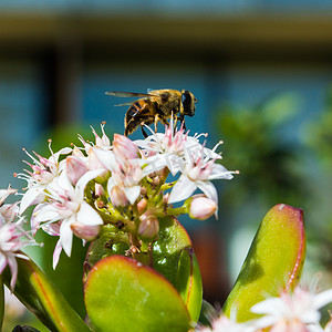 蜜蜂从马德拉的玉石植物中采集花粉