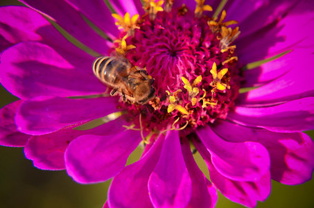 蜜蜂在装饰性花园花上采集花粉的宏观