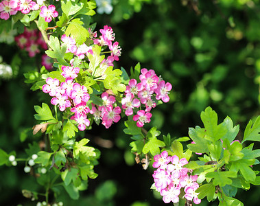 米德兰山楂、英国山楂 (Crataegus laevigata) 的粉红色花朵在春天开花