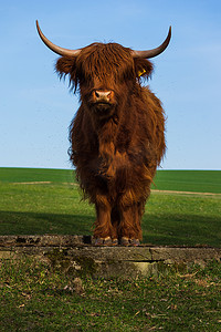 苏格兰高地牛在春天站在草地上