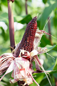 农田绿叶中的红甜玉米