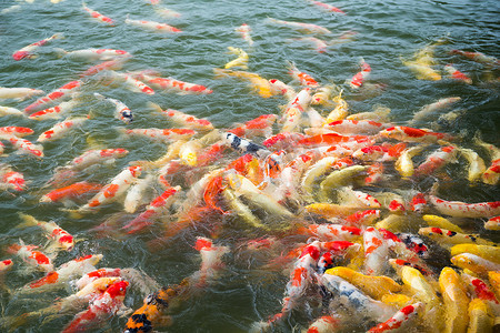 烫金色锦鲤摄影照片_五颜六色的花式鲤鱼，锦鲤