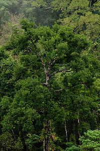 热带雨林背景摄影照片_热带雨林在泰国很重要。