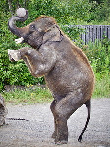 一条腿站立摄影照片_一只大象用两条腿站立的孤立照片