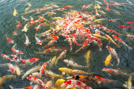 松鼠鲤鱼摄影照片_在池塘里喂鱼鲤鱼