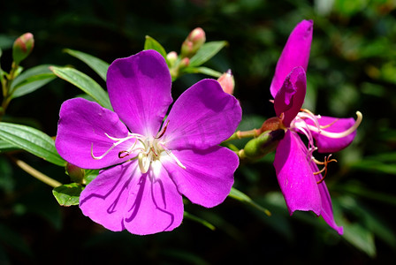 Tibouchina Urvilleana，紫色公主花