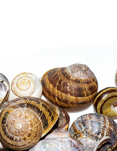 收集空蜗牛壳