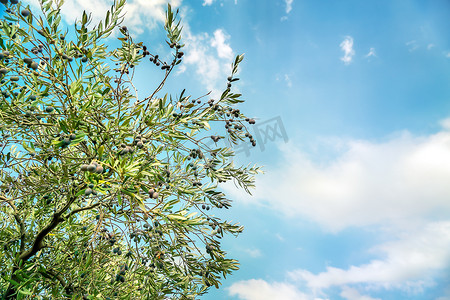 蓝天上的橄榄树