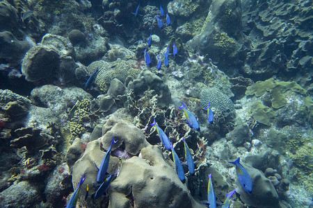 冲进珊瑚礁的克里奥尔濑鱼群