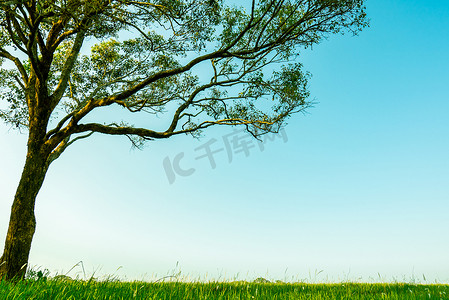 天空和树枝摄影照片_大绿树与美丽的树枝图案和绿草地与白色的花朵在晴朗的蓝天背景上美丽的阳光日。