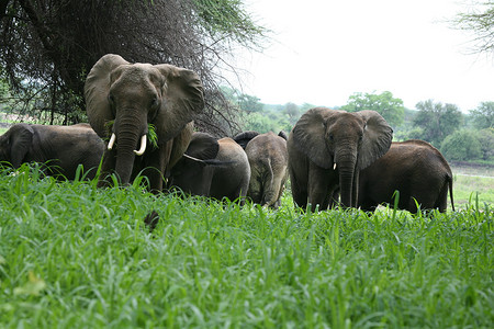 非洲博茨瓦纳大草原上的野生大象 (Elephantidae)