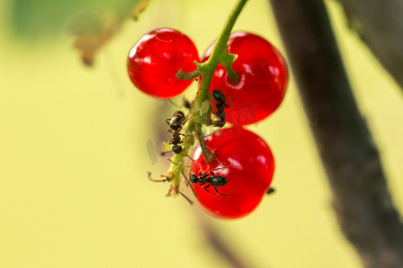在阳光明媚的夏日花园里，在背光的特写镜头下，带有红色成熟浆果和蚂蚁的醋栗丛。