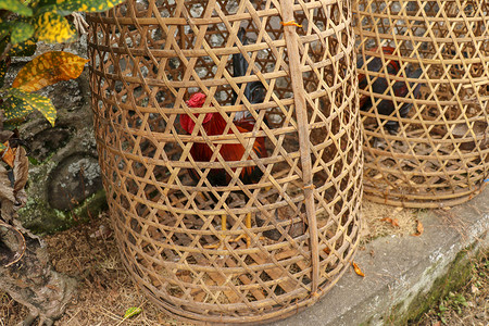 在竹子制成的柳条篮子里的棕色斗鸡。