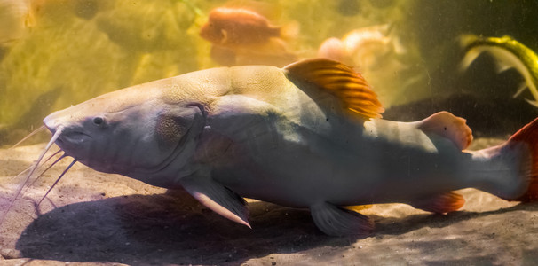白色红尾鲶鱼，水产养殖和捕鱼运动中流行的鱼类，来自美国亚马逊盆地的大热带鱼