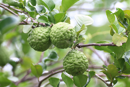 oil摄影照片_Bergamot, kaffir Lime Leaf farm tree (Herb for Bergamot Oil)